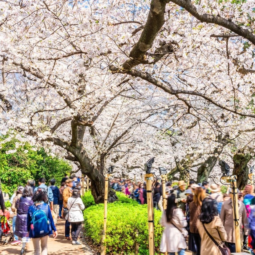 2026年のお花見を楽しむ準備ガイド〜持ち物からお弁当まで〜